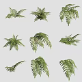 Green Fern Leaves In Various Shapes For Natural Garden Decoration