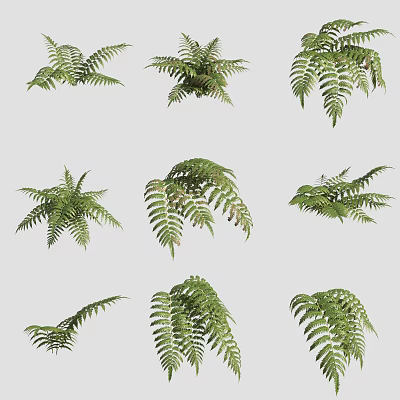 Green Fern Leaves In Various Shapes For Natural Garden Decoration 3d model