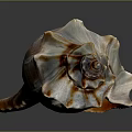 Conch Shell With Organic Texture And Hairy Appearance On Spiral Surface
