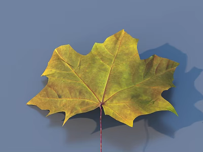 Yellow Green Maple Leaf With Visible Veins Red Petiole On Blue Background Casting Shadow 3d model
