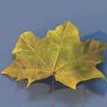 Yellow Green Maple Leaf With Visible Veins Red Petiole On Blue Background Casting Shadow 3d model