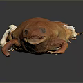 Isolated Vibrant Orange Frog With Shiny Skin on Dark Background