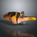 Pufferfish With Black And Yellow Stripes Orange Spotted Body Yellow Tail On Gray Background