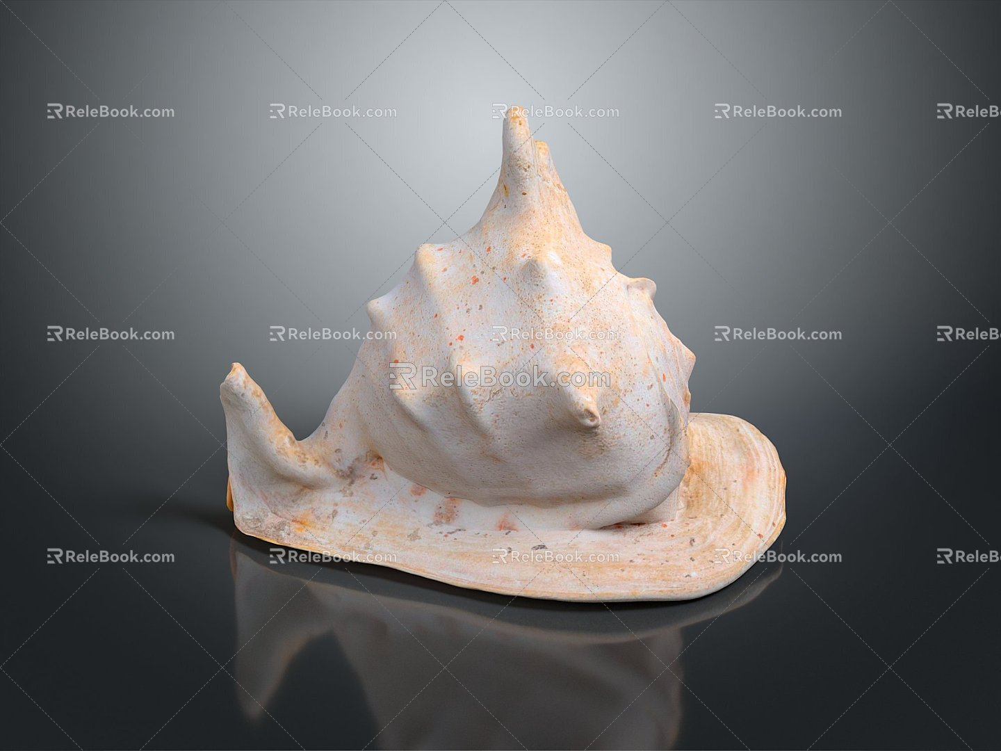 conch bone snail snail field snail shellfish marine animal fish freshwater fish marine fish animal 3d model