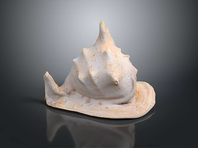 Aquatic Animal Conch Shell Featuring White Spiral Shape And Textured Surface On Black Reflective Base 3d model