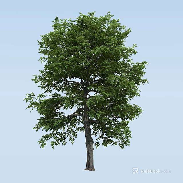 Tall Arbor with Lush Green Foliage Strong Trunk and Clear Blue Sky Background 3d model 