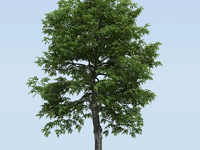 Tall Arbor with Lush Green Foliage Strong Trunk and Clear Blue Sky Background 3d model