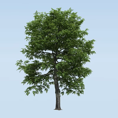 Tall Arbor with Lush Green Foliage Strong Trunk and Clear Blue Sky Background 3d model