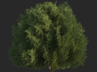 Lush Green Arbor With Dense Foliage And Natural Full Crown 3d model
