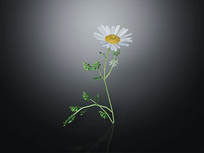 White Daisy Flower in Vase with Yellow Center Green Stem Leaves on Dark Background 3d model