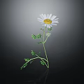 White Daisy Flower in Vase with Yellow Center Green Stem Leaves on Dark Background