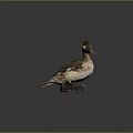 Detailed Duck Taxidermy Specimen Mounted On Black Base With Gray Background
