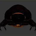 Shiny Dark Beetle With Orange Accents And Detailed Exoskeleton Close Up