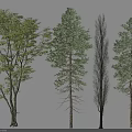 Various Arbor Tree Species with Distinct Crown Shapes and Green Foliage