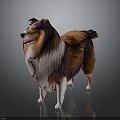 Brown and White Collie Dog with Long Hair Standing on Dark Background