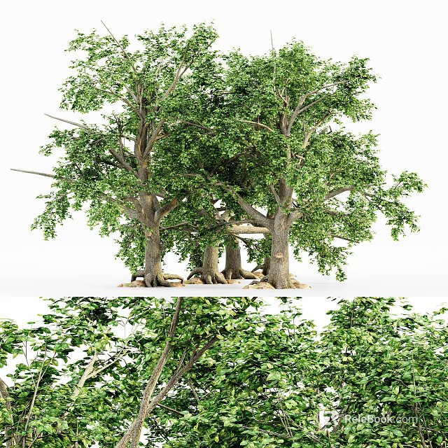 Lush Green Leafy Trees With Thick Trunks And Exposed Roots In Natural Scene 3d model 