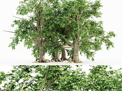 Lush Green Leafy Trees With Thick Trunks And Exposed Roots In Natural Scene 3d model
