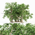 Lush Green Leafy Trees With Thick Trunks And Exposed Roots In Natural Scene