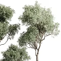 Stylish Garden Decor Featuring Potted Olive Trees in Black Cylindrical Pots with Gold Trim