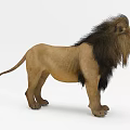 Realistic Reptile Lion Lizard Standing On White Background With Detailed Fur