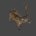 Brown Deer With Large Antlers Standing Against Black Background 3d model