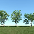 Three Trees with Support Structures Standing on Green Grass Under Blue Sky 3d model