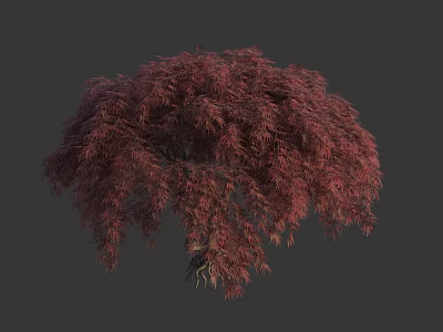 Elegant Isolated Tree With Vibrant Red Purple Slender Leaves And Graceful Form 3d model