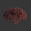 Elegant Isolated Tree With Vibrant Red Purple Slender Leaves And Graceful Form