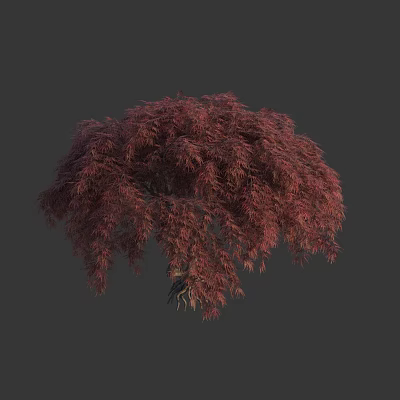 Elegant Isolated Tree With Vibrant Red Purple Slender Leaves And Graceful Form 3d model