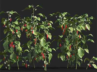 Vibrant Chili Pepper Plants With Green Leaves Red Peppers And White Flowers 3d model