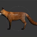 Red Fox with White Underbelly and Black Legs Standing on Reflective Gray Background 3d model