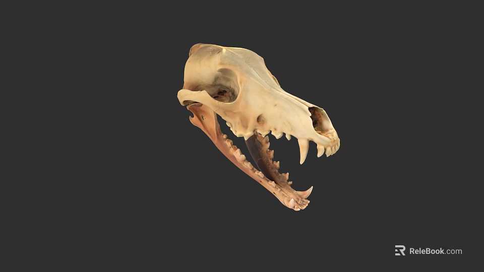 Detailed Animal Skull With Sharp Teeth And Bone Structure On Dark Background 3d model 
