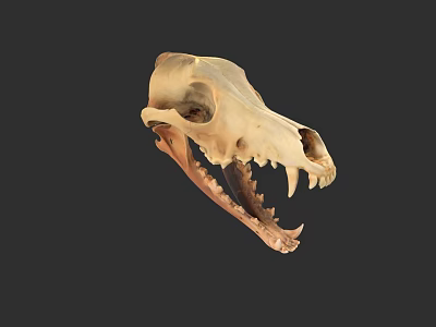 Detailed Animal Skull With Sharp Teeth And Bone Structure On Dark Background 3d model