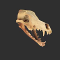 Detailed Animal Skull With Sharp Teeth And Bone Structure On Dark Background 3d model