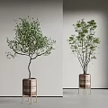 Modern Indoor Potted Olive Tree And Green Foliage Plant In Wooden Planters With Stands