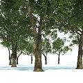 Tall Arbor With Green Leafy Canopy And Brown Trunk On White Background 3d model