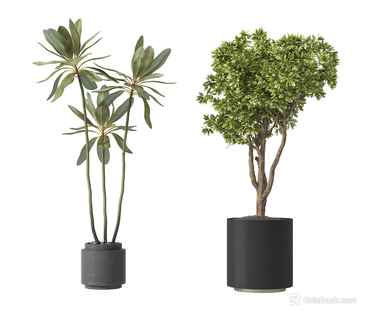 Indoor Bonsai Potted Plants with Lush Green Foliage in Black Ceramic Pots 3d model 