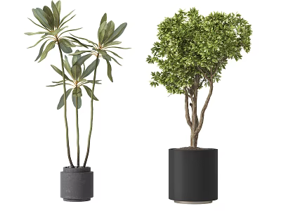Indoor Bonsai Potted Plants with Lush Green Foliage in Black Ceramic Pots 3d model