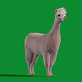 Adorable Light Pink Alpaca With Fluffy Fur Standing On Green Background