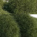 Various Shaped Evergreen Shrubs For Garden Landscaping And Decoration