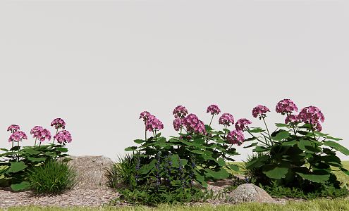 Modern plant geranium 3d model