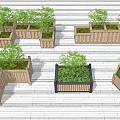 Bonsai Plants in Wooden Planters with Various Shapes Arranged on Wooden Deck