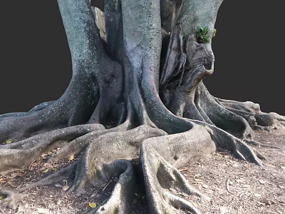 Plant Painting of Massive Tree Roots with Detailed Texture Natural Form and Earth Tones 3d model