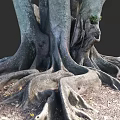 Plant Painting of Massive Tree Roots with Detailed Texture Natural Form and Earth Tones