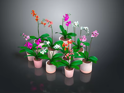 Colorful Orchids with Various Colored Flowers in Pink Ceramic Pots and Lush Green Leaves 3d model