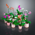 Colorful Orchids with Various Colored Flowers in Pink Ceramic Pots and Lush Green Leaves
