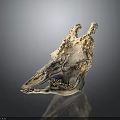 Detailed Animal Skull With Remaining Hair And Bone Structure Close Up