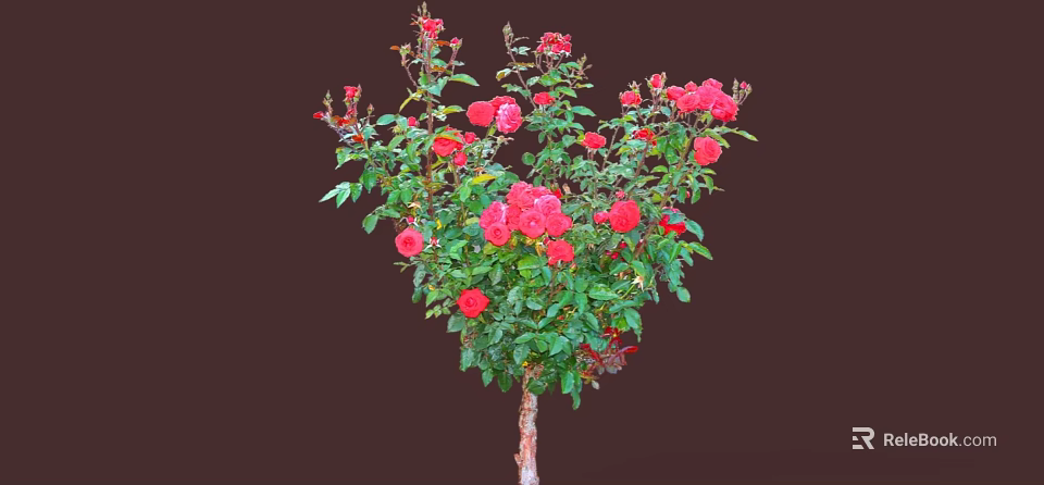 Beautiful Tree With Red Roses And Green Leaves In Full Bloom 3d model 