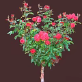 Beautiful Tree With Red Roses And Green Leaves In Full Bloom
