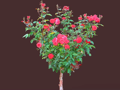 Beautiful Tree With Red Roses And Green Leaves In Full Bloom 3d model
